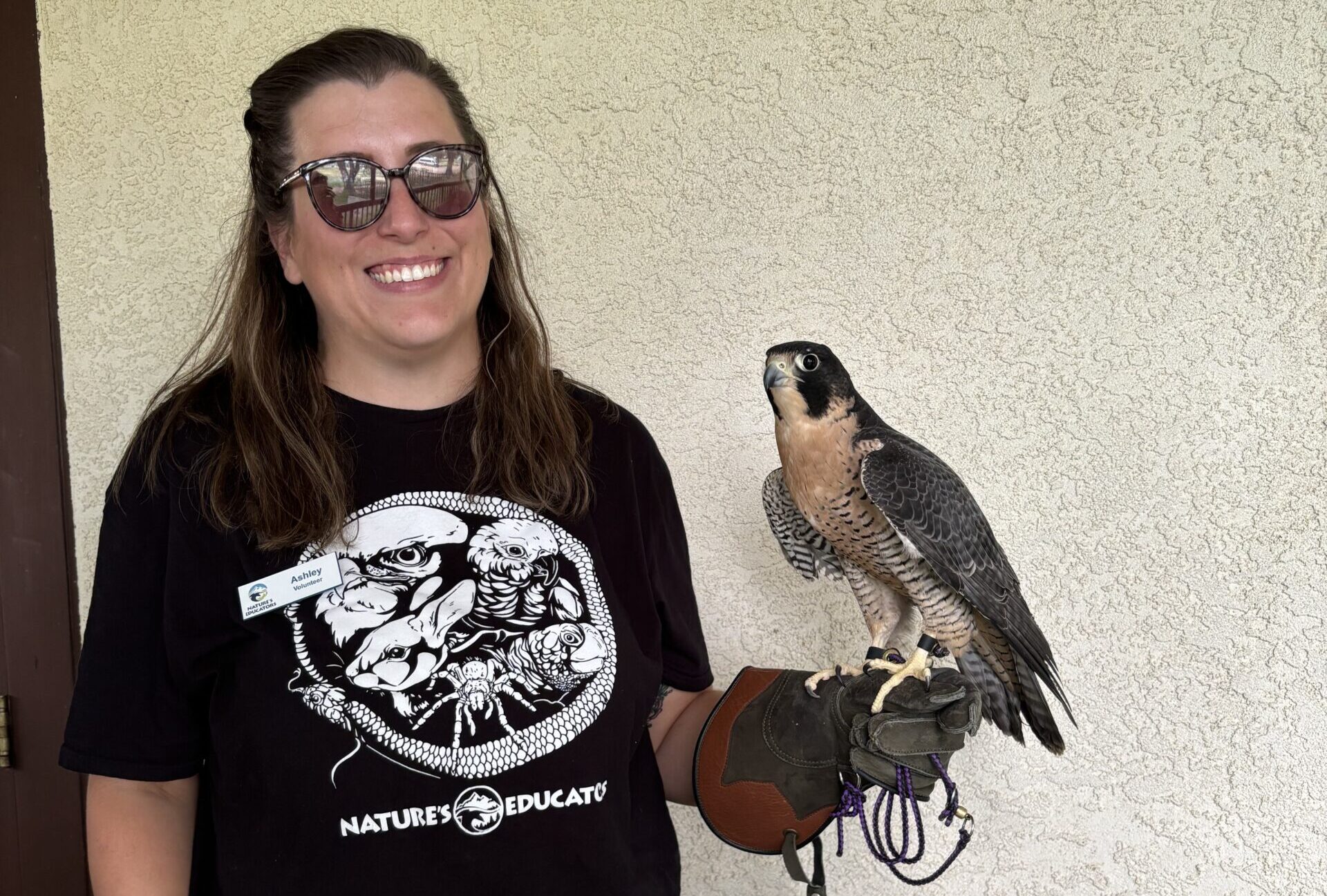 Raptor bird of prey volunteer