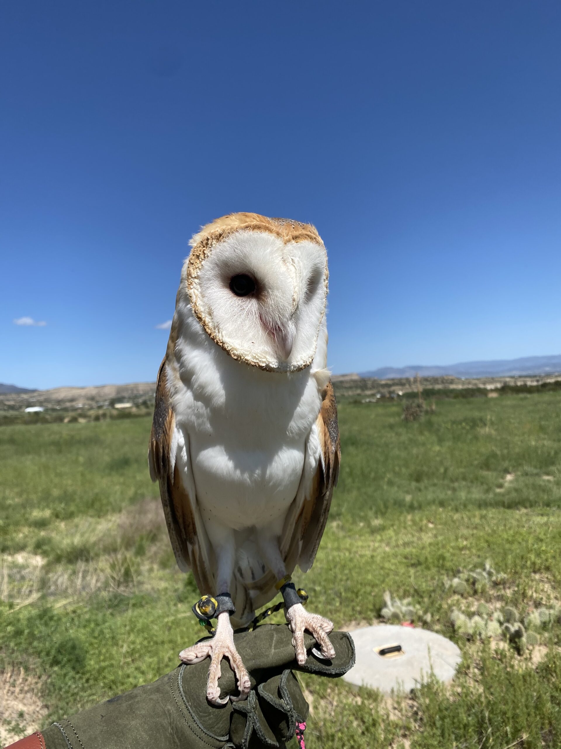 Volunteering with owls can have positive mental health benefits